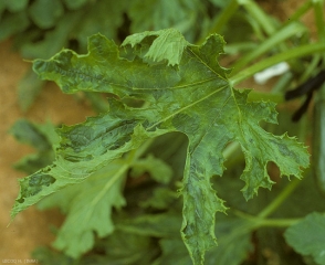 En plus d'une mosaïque plutôt marquée, cette feuille quelque peu déformée a tendance à s'incurver vers la face supérieur du limbe. <b>Virus de la mosaïque de la pastèque</b> (<i>Watermelon mosaic virus</i>, WMV)