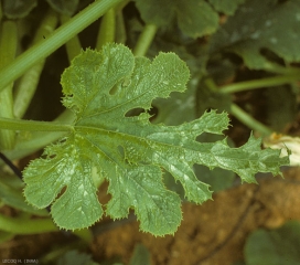 Cette feuille de courgette légèrement déformée présente une discrète marbrure. <b>Virus de la mosaïque de la pastèque</b> (<i>Watermelon mosaic virus</i>, WMV)