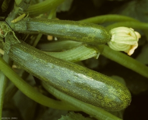 Le parasitisme du <i/>virus de la mosaïque de la pastèque</b> est révélé par une mosaïque, ainsi que par quelques taches vert clair, concaves, déformant légèrement ce jeune fruit de courgette. (<i>Watermelon mosaic virus</i>, WMV)