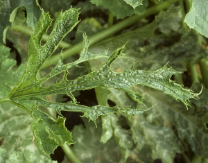 Le limbe de cette feuille de courgette est particulièrement filiforme. <b>Virus de la mosaïque de la pastèque</b> (<i>Watermelon mosaic virus</i>, WMV)