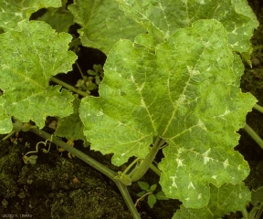 Feuilles de courge affectées entièrement par une mosaïque plutôt faible. <b>Virus des taches en anneaux du papayer</b> (<i>Papaya ring spot virus</i>, PRSV)