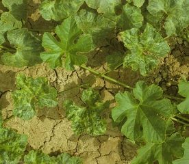Pied de courge manifestant des symptômes liés à une attaque du <b>Virus des taches en anneaux du papayer</b>. (<i>Papaya ring spot virus</i>, PRSV)