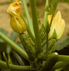 Jeune courgette discrètement bosselée. <b>Virus des taches en anneaux du papayer</b> (<i>Papaya ring spot virus</i>, PRSV)