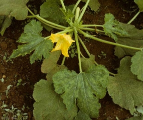 Pied de courgette affecté par le  <b>Virus des taches en anneaux du papayer</b>. Apex bloqué, feuilles mosaïquées et déformées matérialisent le parasitisme de ce virus. (<i>Papaya ring spot virus</i>, PRSV)