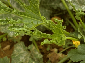 Le limbe de cette feuille de courgette est filiforme et a tendance à s'enrouler vers la face supérieure. <b>Virus des taches en anneaux du papayer</b> (<i>Papaya ring spot virus</i>, PRSV)