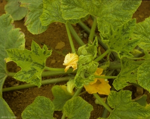 Symptômes de PRSV sur pied de pâtisson.  <b>Virus des taches en anneaux du papayer</b> (<i>Papaya ring spot virus</i>, PRSV)