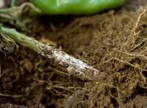 <i><b>Athelia rolfsii</b></i> (ex. <i>Sclerotium rolfsii</i>) 19