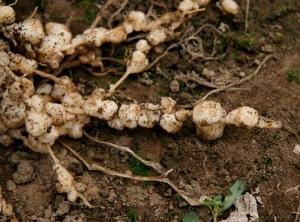 <b><i>Meloïdogyne</i> spp.</b> (nématodes à galles, root-knot nematodes) 2