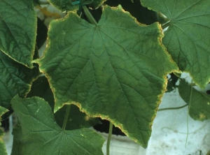 Jaunissement et nécrose progressifs de la périphérie du limbe d'une feuille de concombre. <b>Phytotoxicité</b>