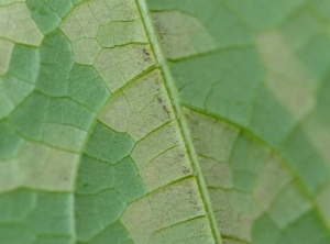 <b><i>Pseudoperonospora cubensis</i></b> (mildiou, downy mildew) 11