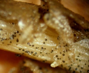 C.coccodes-Sclerotes1.jpg