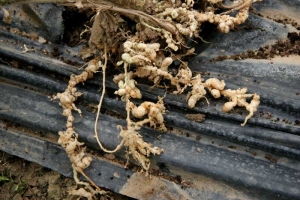 Sur les racines superficielles de cette plante de concombre, on a aucune difficulté à observer des galles disposées en chapelet le long de ces dernières.
<b><i>Meloidogyne</i> sp.</b>