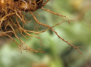 Les racines sont souvent dépourvues de radicelles ; le cortex peut être entièrement dégradé. <b><i>Pratylenchus penetrans</i></b> ("lesion nematodes") sur <b>salade</b> 