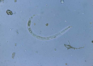 Les <i>Pratylenchus</i> sont des nématodes assez courts pourvus d'un stylet buccal bien visible. <i>Pratylenchus penetrans</i> (lesion nematodes)
