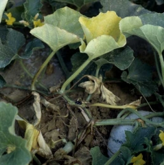 Au c&oelig;ur de la végétation, on distingue des feuilles jaunissantes, flétrissantes, certaines sont carrément desséchées. <b><i>Fusarium oxysporum</i> f. sp. <i>melonis</i></b> (fusariose du melon) 