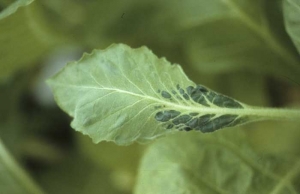 En plus d'être plus effilée et de disposer d'un contour irrégulier, cette jeune feuille est partiellement couverte de cloques assez proéminentes. <b>Virus de la mosaïque du tabac </b>(<i>Tobacco mosaic virus </i>ou TMV) 
