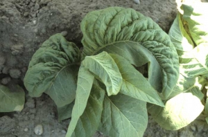 Le limbe de plusieurs feuilles de ce tabac présente, de part et d'autre de la nervure médiane, une vitesse de croissance et un aspect différent. Les feuilles affectées ont la forme d'une "virgule". <b>Anomalie génétique</b>
