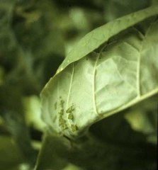 Sur la face inférieure de cette feuille, on distingue aisément plusieurs excroissances foliaires en forme de cupules. <b>Virus de la mosaïque de la luzerne </b>(<i>Alfafa mosaic virus</i>, AMV)
