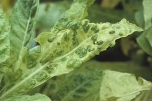 Feuille chlorosée portant plusieurs grosses cloques plus foncées, surmontant de temps à autre les nervures. <b>Virus de la mosaïque du concombre</b> (<i>Cucumber mosaic virus</i>, CMV)
