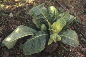 Les feuilles de l'apex sont chlorotiques et déformées, les plus vieilles feuilles présentent un limbe incomplètement développé. <b>Carence en bore</b>
