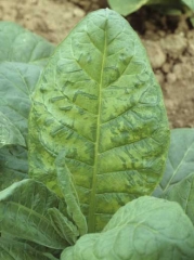 Feuille mosaïquée. <b>Virus de la mosaïque du concombre</b> (<i>Cucumber mosaic virus</i>, CMV)
