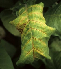 Jaunissement et nécrose de la nervure principale et de quelques nervures secondaires d'une feuille de tabac de type Virginie. <b>Virus Y de la pomme de terre</b> (<i>Potato virus Y</i>, PVY)
