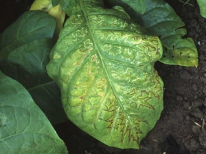 Sur les vieilles feuilles, notamment des tabacs bruns, des lignes nécrotiques suivent irrégulièrement les principales nervures conférant à l'altération un aspect de feuille de chêne (oak leaf).
<b>Virus de la mosaïque du concombre</b> (<i>Cucumber mosaic virus</i>, CMV)
