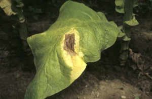 Jaunissement unilatéral d'une feuille basse d'un pied de tabac de type Virginie. Maladie vasculaire causée par <b><i>Verticillium dahliae</i></b> (Verticillium wilt)
