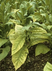 Jaunissement marqué de plusieurs feuilles basses d'un pied de tabac de type Virginie. <b>Stolbur</b>
