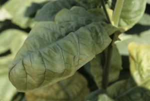 Discrètes nécroses nervaires sur une feuille chlorotique de tabac Brun ; celle-ci présente aussi une teinte légèrement métallique. Ces altérations ne doivent pas être confondues avec celles occasionnées par les souches nécrogènes de PVY. <b><i>Candidatus</i> Phytoplasma solani</b> (stolbur, big bud)
