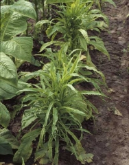 Lorsque la maladie survient précocement, les feuilles très effilées et ondulées en bordure confèrent aux plantes un aspect buissonnant très particulier. <b>Polyphyllie ou "frenching"</b>