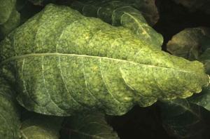 Feuille de tabac de type Burley assez chlorotique ; des bandes étroites et irrégulières de tissus contigus aux nervures restent vertes (vein mottling). <b>Virus Y de la pomme de terre</b> (<i>Potato virus Y</i>, PVY)
