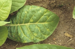 Quelques taches jaunes sont présentes sur les feuilles basses de ce tabac de type Burley. <b>Virus de la mosaïque du concombre</b> (<i>Cucumber mosaic virus</i>, CMV) 
