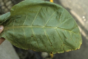 Plusieurs petites taches brunes à noires sont disséminées sur le limbe ; certaines d'entre elles se sont initiées à la périphérie du limbe et présentent un halo jaune marqué. <i><b>Pseudomonas syringae</i> pv. <i>tabaci</i></b> (maladie du feu sauvage, "wildfire")
