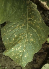 Nombreuses petites taches rondes, de couleur beige pâle, sur feuille de tabac de type Virginie. <i><b>Cercospora nicotianae</i></b> (cercosporiose, "frog eye")
