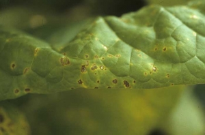 Nombreuses petites taches brunes, de forme irrégulière et parfois angulaires, entourées d'un halo jaune plus ou moins important. <b><i>Pseudomonas syringae</i> pv.<i> tabaci</i></b> ("wildfire", "angular leaf spot")
