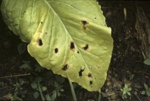 En se nécrosant, les fins tissus altérés et fragilisés se fendent et disparaissent. Les feuilles sont ainsi percées de trous irréguliers. <b><i>Thanatephorus cucumeris</b></i> (<i>Rhizoctonia solani</i>, target spot)
