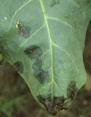 En période humide, la bactérie progresse à la périphérie des taches, leur conférant un halo graisseux. <b><i>Pseudomonas cichorii</i></b> ("black spot disease")
