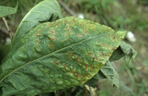 Taches nécrotiques brunes, plus claires en leur centre, se développant progressivement entre les nervures du limbe. <b>Désordre nutritionnel</b> (carence en potassium)
