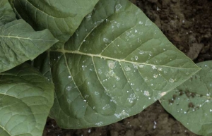 Taches grisâtres, assez irrégulières sur lesquelles on distingue parfois des dépôts blanchâtres. <b>Phytotoxicité</b>
