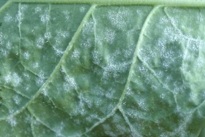 Le champignon colonise aussi la face inférieure du limbe ; on distingue bien l'aspect blanc poudreux des taches. <b><i>Golovinomyces cichoracearum</i> var. <i>cichoracearum</i></b> (oïdium, "powdery mildew")
