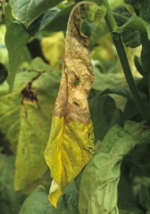 La moitié de cette feuille a été colonisée par un champignon ; on distingue sur la nervure principale de discrets pelotons mycéliens blancs. <i><b>Sclerotinia sclerotiorum</i></b> (<i>Sclerotinia</i> leaf spot)
