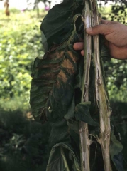 Les feuilles de cette plante ont flétri et se sont desséchées brutalement. Leurs nervures principales sont fréquemment brunes tandis que la moelle, toujours blanche, a plus ou moins disparu. <b>Dégâts de foudre</b> ("lightning")
