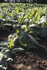 Sur une partie de cette parcelle de tabac, plusieurs plantes se sont mises à flétrir soudainement, à la suite d'une forte pluie. <b>Asphyxie racinaire</b> ("drowning")
