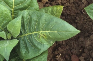 Flétrissement très limité d'une feuille de tabac particulièrement exposée au soleil ; celui-ci est accompagné de la chlorose et du brunissement partiel du limbe. <b>Coup de soleil</b>
