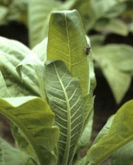 Ces deux  jeunes feuilles de l'apex flétrissent partiellement ; sur une d'entre elles, une larve de punaise coupable chemine tranquillement. <b>Dégâts de punaise</b>
