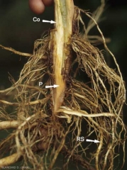 Ce système racinaire est presque entièrement pourri. Les vaisseaux situés au niveau du pivot sont jaunâtres et de nombreuses racines sont brunes (P=racine principale ou pivot, RS=racine secondaire, Co=cortex). <i><b>Pythium aphanidermatum</i></b> ("damping-off")
