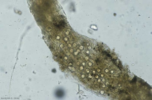 La présence d'oospores et de sporanges dans les tissus racinaires matérialise le parasitisme des <i>Pythium</i> spp. <b><i>Pythium ultimum</i></b> (damping-off)