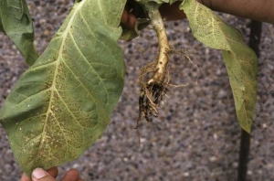 Le système racinaire de ce tabac est réduit et présente une pourriture noire sur les quelques racines restant en place ; on note aussi l'état chlorotique et nécrotique de certaines zones du limbe. <i><b>Thielaviopsis basicola</i></b> (black root rot)
