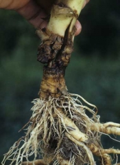 Le collet des  plantes très affectées est particulièrement subérisé et les éclatements sont plus importants. Les tissus ayant perdu de leur élasticité rendent la base de la tige plus cassante. <b>Collet liégeux </b>("corky collar")
